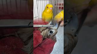 Download lagu Perawatan Paruh yang Lembut untuk Burung Kecil | Perawatan Aman & Hati-hati #PerawatanBurung #BurungPeliharaan #PerawatanParuh #viral mp3