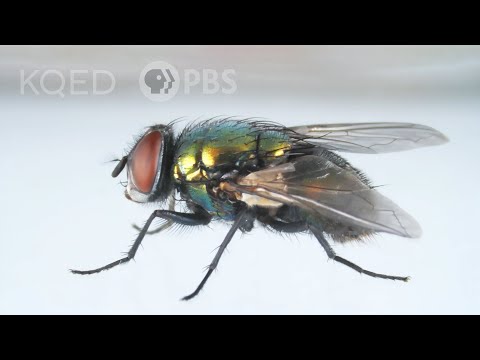 YouTube video about Discover The Surprising Cause Of Pesky Flies!