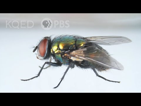 Why Is It So Hard To Swat A Fly?