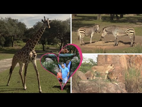 [4K] Disney’s Kilimanjaro Safari Animal Kingdom Orlando Full Ride