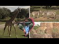4K Disney S Kilimanjaro Safari Animal Kingdom Orlando Full Ride