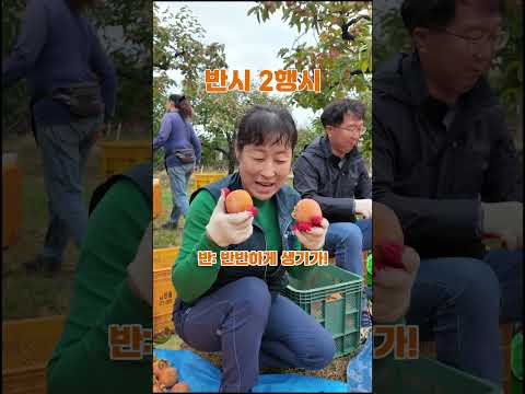반시 2행시 레전드ㅣ 청도군 농촌 일손돕기