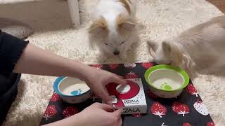 チワワのレオくんとルウくん２５～クリスマス２０２１～