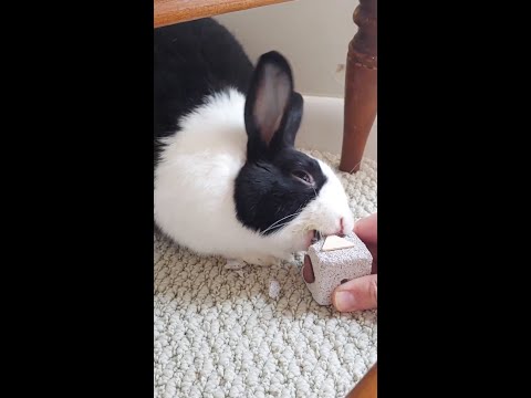Rabbit bites me without warning!