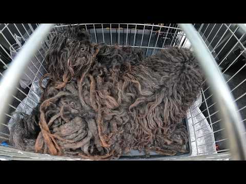 Buried Alive in Fur… This Dog’s Transformation Left Us Speechless