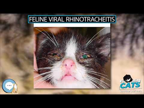 Feline viral rhinotracheitis 🐱🦁🐯 EVERYTHING CATS 🐯🦁🐱