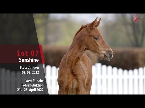 Fohlen-Auktion Lot 7 Sunshine Stute  v. Shu Fu - Don Nobless