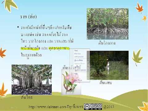 จู๋เล็กจีน Exciter เพื่อให้การแสดงความคิดเห็นผู้หญิง