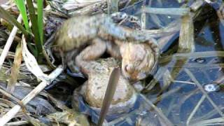 These frogs certainly have no problem getting wet! Animal sex is my new niche.