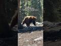 Sad & angey. Found out Victor the bear, i've seen many years in Mammoth Lakes has been euthanized.