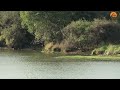 Tigress Arrow Head Hunting Crocodile In Ranthambore Wildlife Tigerhunting Crocodile Viral