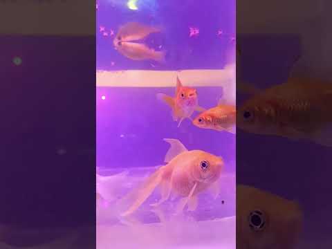 #remix #fish #fishvideo #music #beats