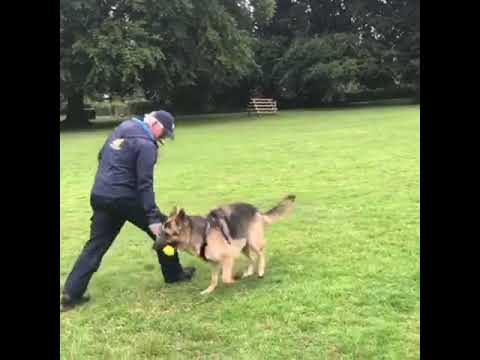 Cheshire Dog Services Ltd video.