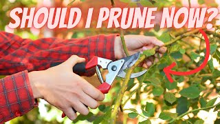 Pruning MISTAKES to Avoid. | Spring Pruning Tips, Tricks, and More