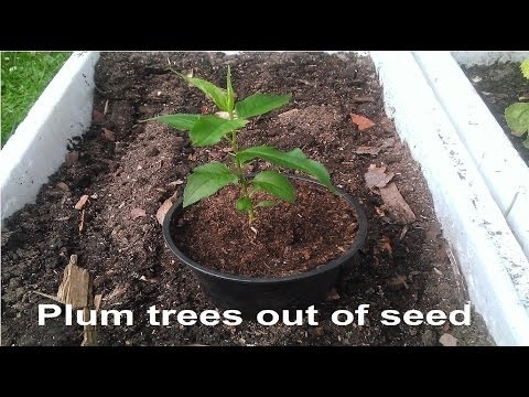 Easy way to grow plum trees out of seed, (Also works with peaches, nectarines and apricots)