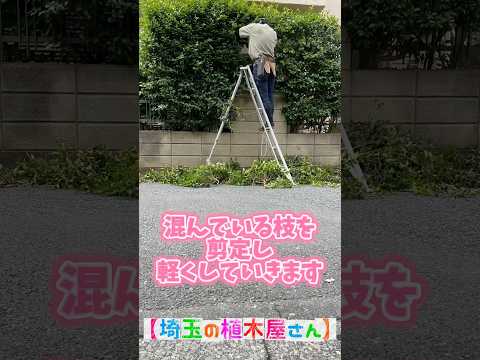 ウツギを生垣、花壇、鉢に剪定するにはどうすればよいですか？どの程度まで削減する必要がありますか?またその理由は何ですか?  庭園