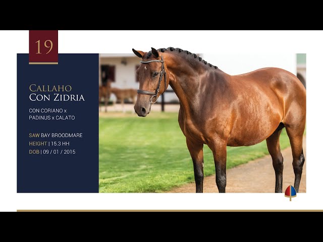 Callaho's Con Zidria