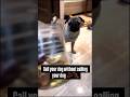 Ma human give me treat me hapy #pugs #pugspugspugs #funny #pugged #pug #pugpals #puggy #pugnation