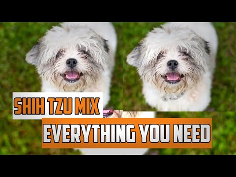 Maltese Shih Tzu Mix(Malshi) information - Is This The Perfect Pint Sized Pet