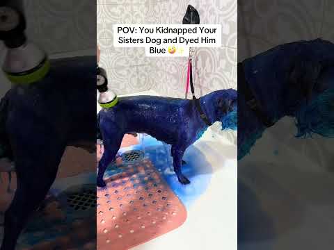 Dye-ing My Sisters Dog BLUE 🫪💙 #dogs #dogshorts #pets #petshorts #art