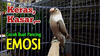 Download lagu LOVEBIRD GACOR Ngekek Panjang, Suaranya KERAS, KASAR  Cocok Buat Pancing Emosi Lawan mp3
