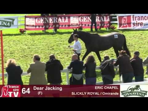 Show AQPS 2015 : lot 64 - Dear Jacking - F13 - SLICKLY ROYAL & Omirande