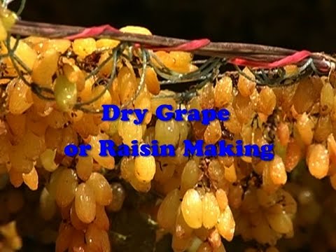 Dry grape or raisin making