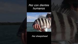 Pez con dientes humanos