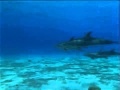 Dolphins The Wild Side