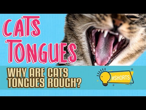 Why Are Cats Tongues Rough? 🐈🐾 |  Cat Tongue Secrets And Surprising Uses 😻