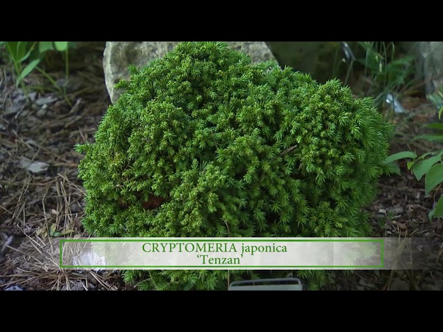 Video de pronunciación de Pinus mugo en Inglés