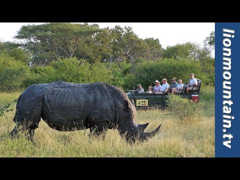 MALAMALA GAME RESERVE "It's All About the Wildlife"