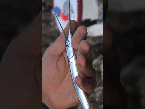 Catch More with Needlefish! | Effective Bluefish Bait