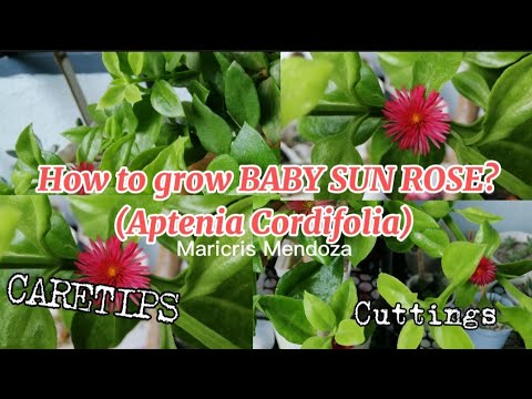 How to grow BABY SUN ROSE (Aptenia Cordifolia) || Cuttings || Caretips || PLAUNT || Maricris Mendoza
