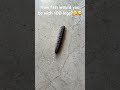 Centipede #eww #scary #centipede #shorts #shortsvideo