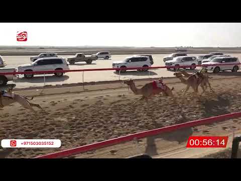 ش 10 (شاهين) لـ احمد محمد احمد الكربي 1:46:20 ، شارة الصندوق 2026/02/13 فطامين الوثبة