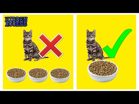 feeding cats one large meal a day better than feeding them several times a day | New Research