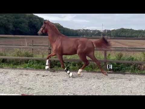 2021 Stallion Valverde x Krack C