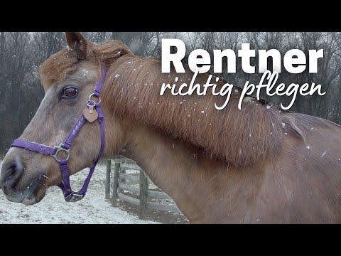 Was braucht ein altes Pferd?🐴 Die besonderen Bedürfnisse der Rentner!🍌