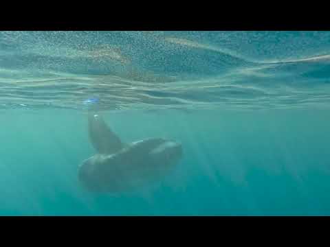 De-extinction|Should we resurrect lost species
