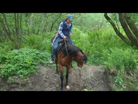 Jabar Tresor (by Gazal Al Shaqab )Saddle Training_2