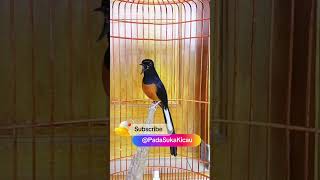 Download lagu Pancingan Murai Batu Gacor #shorts #shortvideo #youtubeshorts #muraibatu #pancinganmuraibatu #murai mp3 Download lagu Pancingan Murai Batu Gacor #shorts #shortvideo #youtubeshorts #muraibatu #pancinganmuraibatu #murai mp3