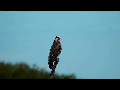 Recorriendo los Caminos del arroyo ÑANCAY- Observación de AVES en Entre Rios