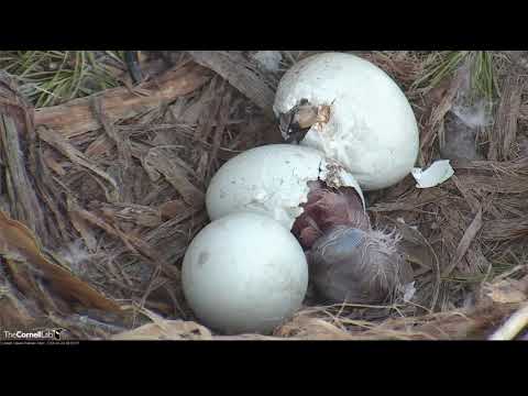 04. 23. 2018 - Red-tailed Hawk - Schlupf beginnt