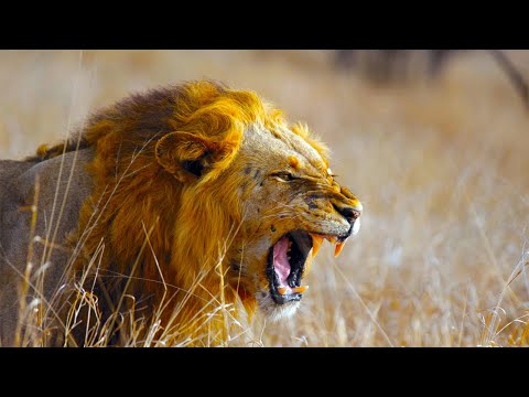 The KİNG Lion Pride Working Together to Escape th Wildlife | National Geographic Documentary HD 2021