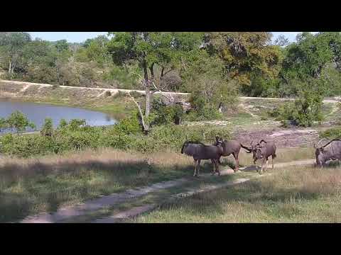 Djuma: Wildebeests and then Impalas - 15:35 - 10/26/20
