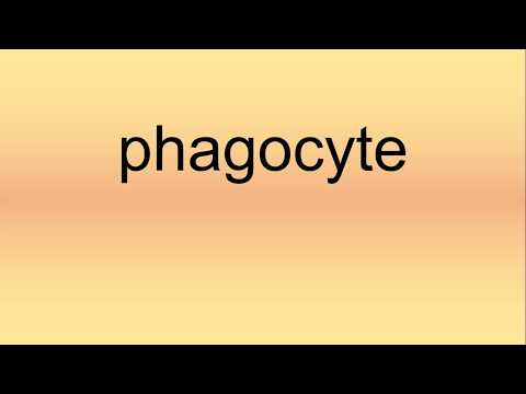 Phagocyte Pronunciation | How to Say | How to Pronounce