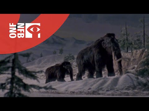 Canada Vignettes: Woolly Mammoth