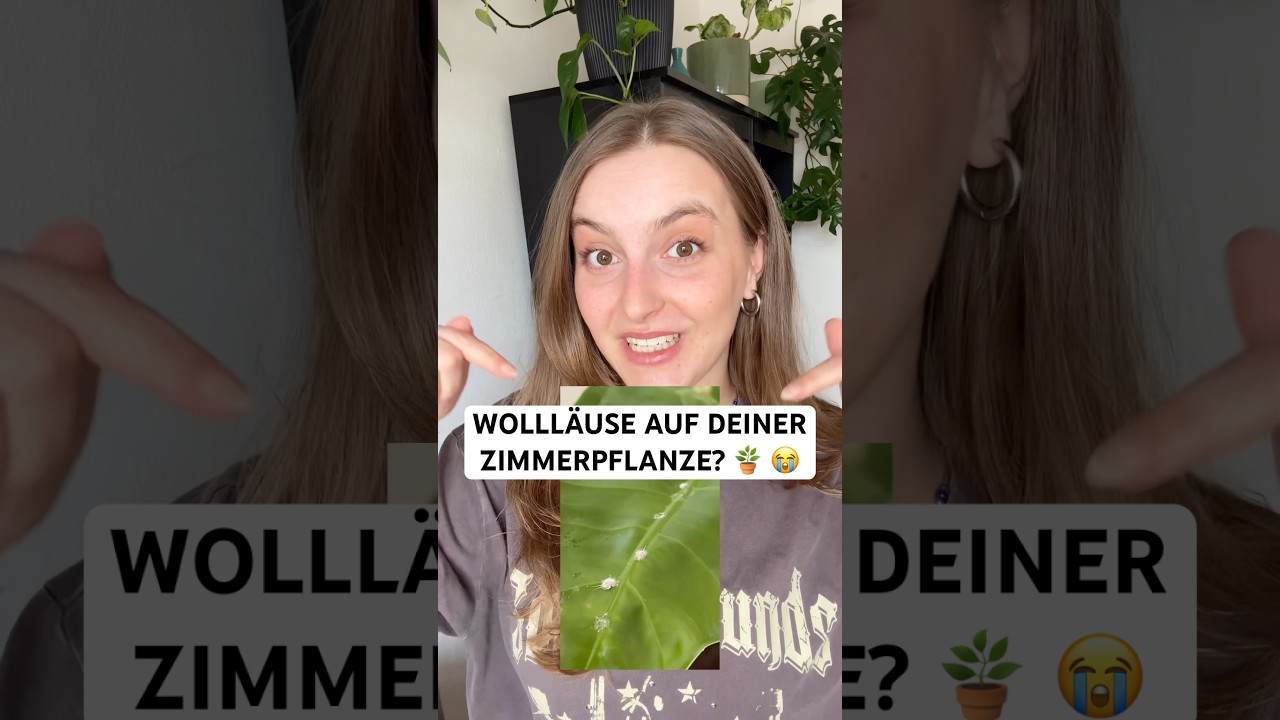 🪴 Wollläuse auf Zimmerpflanzen erkennen & bekämpfen – Ursachen und Lösungen