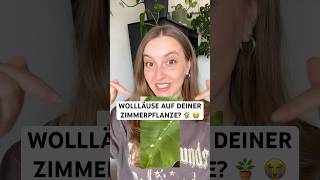 🪴 Wollläuse auf Zimmerpflanzen erkennen & bekämpfen – Ursachen und Lösungen
